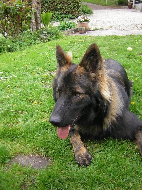 Fotos/Benzo/broedse_kip_017[1].JPG
